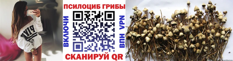 Псилоцибиновые грибы мицелий  Дорогобуж 
